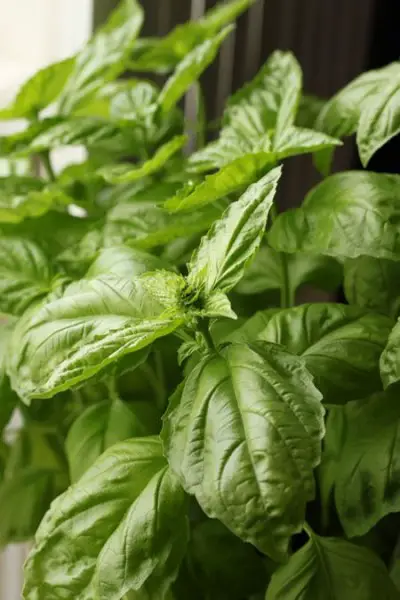 basil