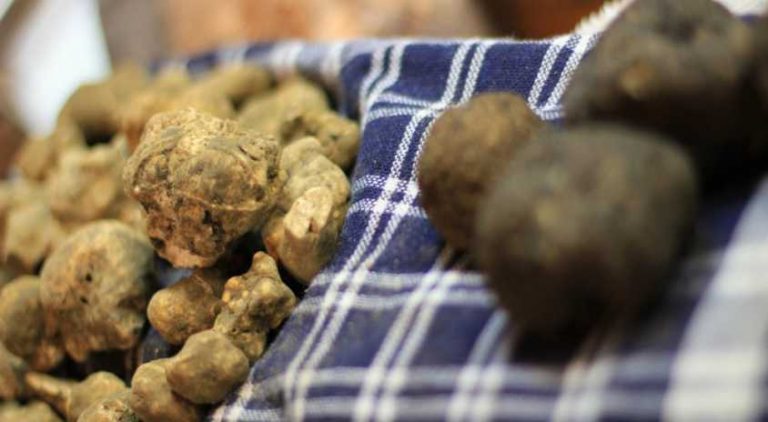 White Truffle Vs Black Truffle 9910